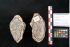 Foto (Objekt + Etikett) von Plantae indet.  (NHMW-GEO-2024-0188-11587)